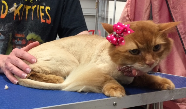 Fiamma is a Long hair domestic.