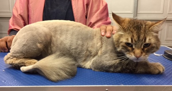 Boris’s is a Siberian.