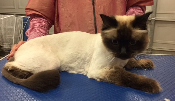 Coco is a Ragdoll