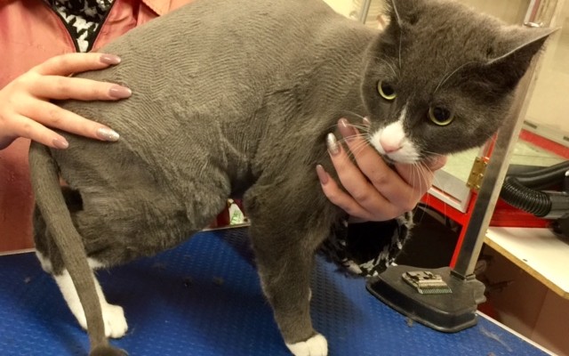 Boston is a short hair domestic.