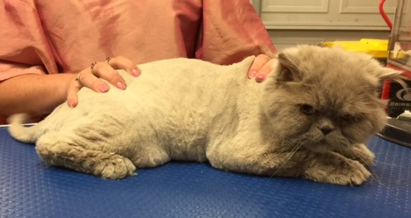 Bruiser is a Persian.