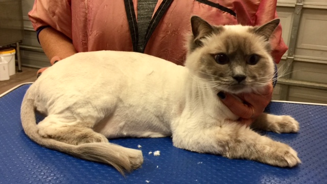 Frosty is a Ragdoll.