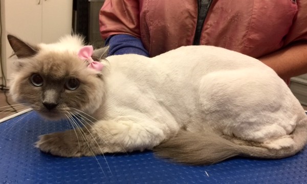 Deni is a Ragdoll.