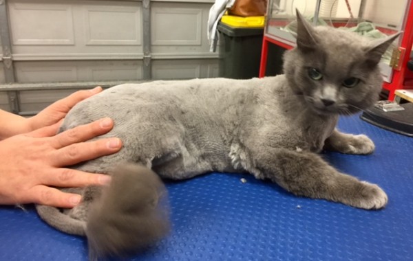 Levi is a Russian blue x Ragdoll.