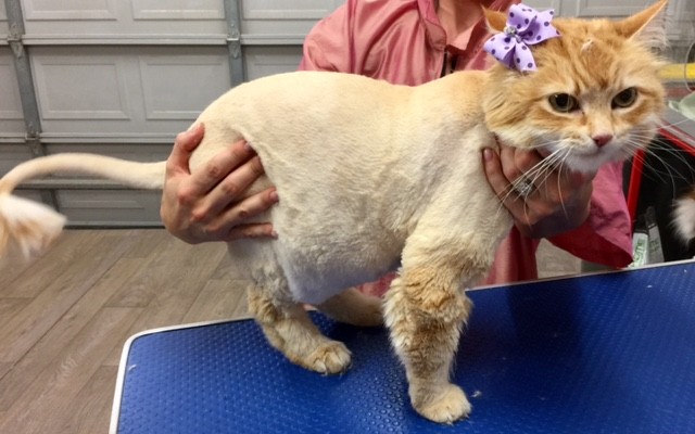 Fergie is a Long hair domestic.