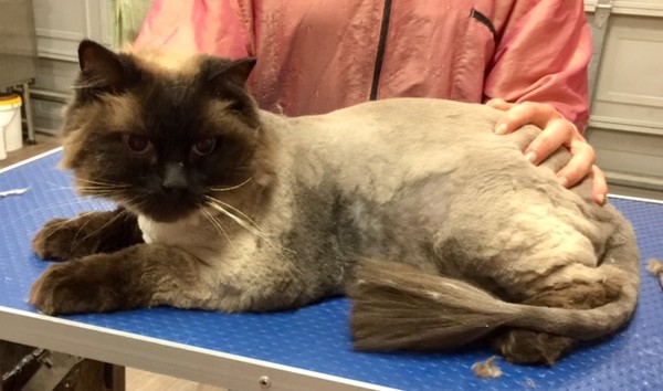 Boris is a big 8kg Ragdoll.