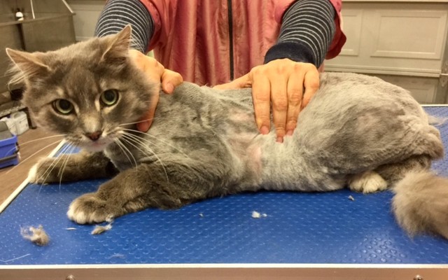 Catty is a Ragdoll x Persian.