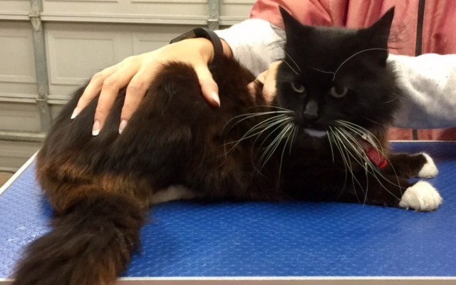 Hector is a Long hair domestic.