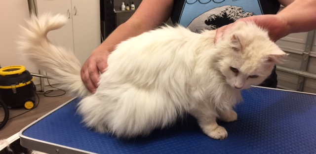 Guinnie is a 17 yr old long hair domestic.