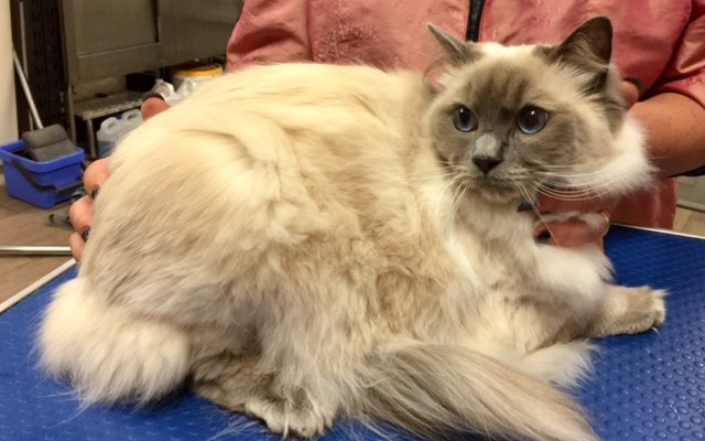 Frosty is a Ragdoll.