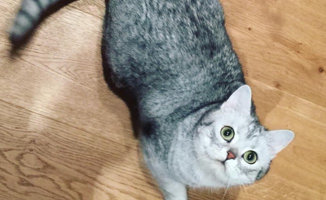 Ayla is a British Short Hair spotted tabby.