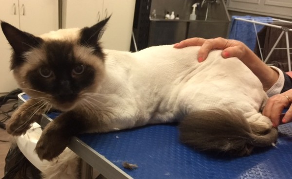 Tim Tam is a 8kg Ragdoll.