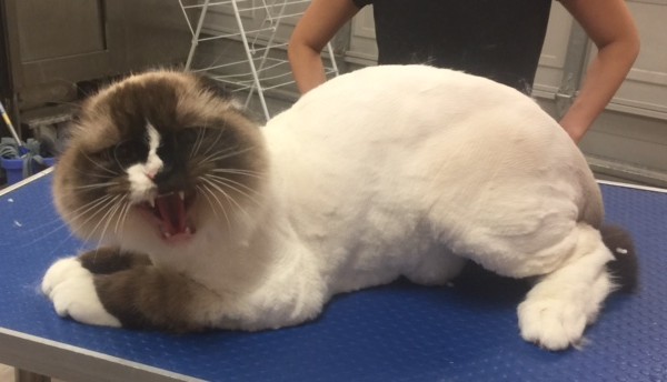 Bochi is a crazy Ragdoll.