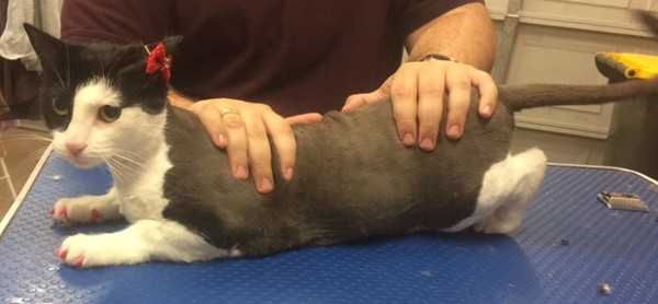 Robyn is a Short Hair Domestic and is also wearing our Softpaws.