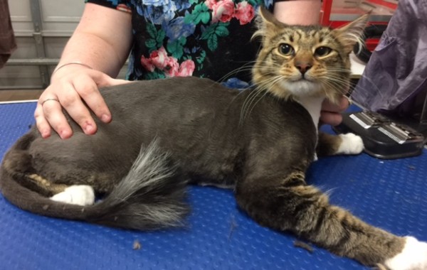 Oscar is a medium hair domestic.