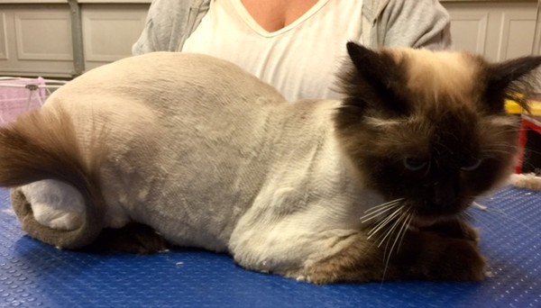 Matso is a Ragdoll.