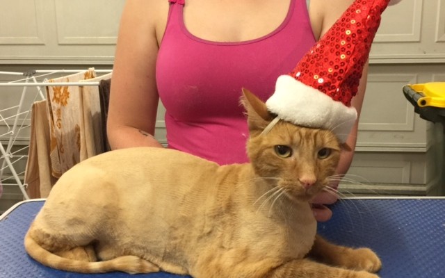 Gingee is a Short hair domestic.