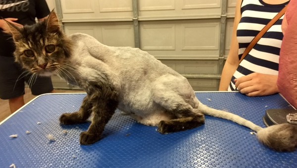 Oscar is a 17 yr old long hair tabby.