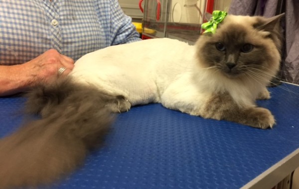 Lexi is a Ragdoll.