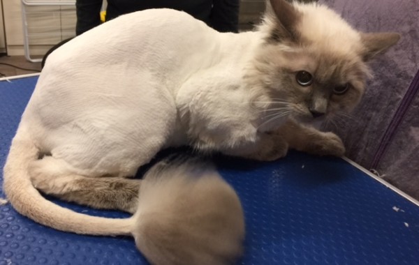 Benson is a Ragdoll.