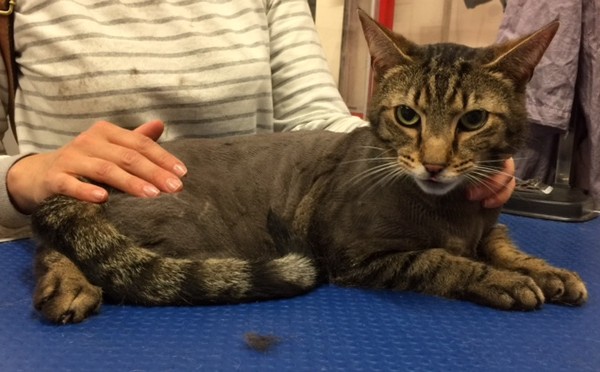 Mr Bean is a short hair domestic.