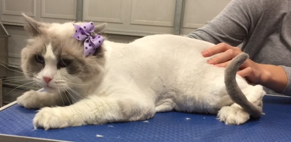 Julez is a Ragdoll.