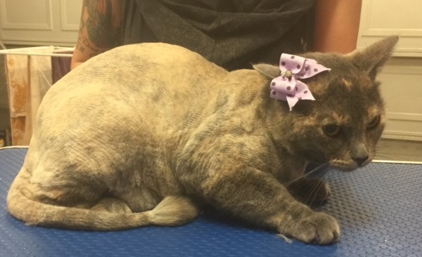 Baby cat is a short hair domestic.