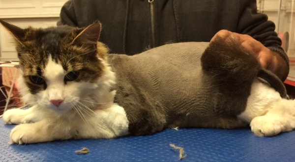 Tigger is a medium/long hair domestic.
