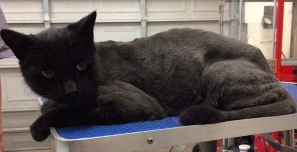 Tosca is a Short to medium domestic.
