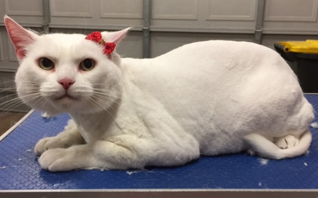 Emmy is a Short hair domestic.