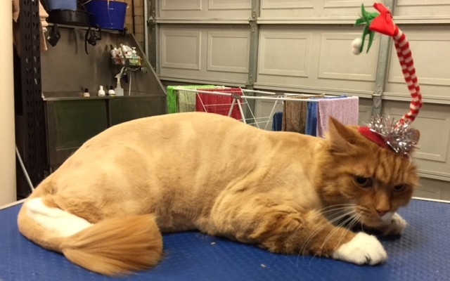 Pumpkin is a long to medium hair domestic.