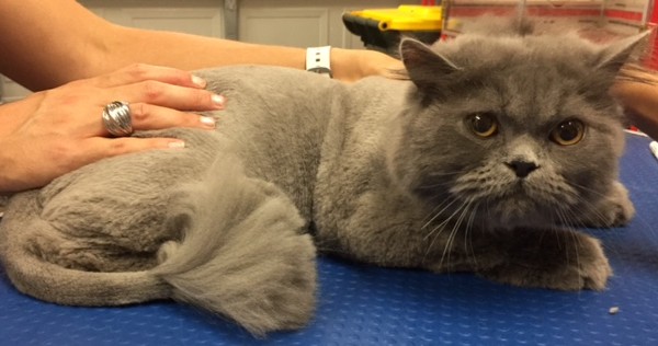 Cheeko is a 10 mth old Persian.