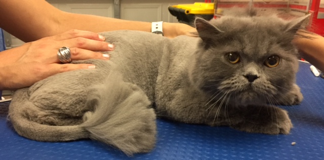 Cheeko is a 10 mth old Persian.