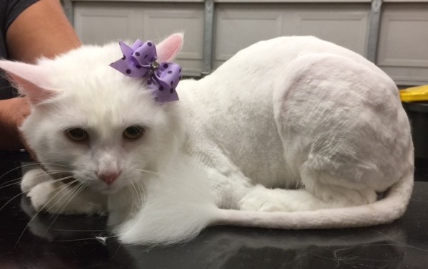Boo is a Long hair domestic.