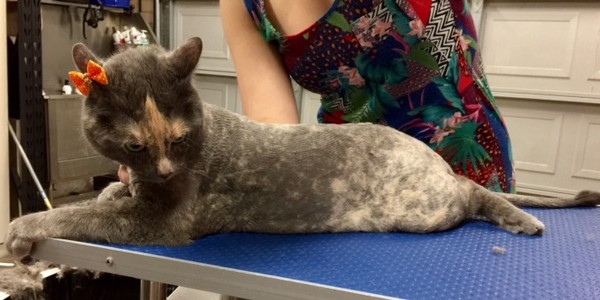 Luna a Russian Blue x.