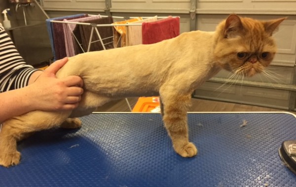 Heisenberg is an Exotic Short Hair.