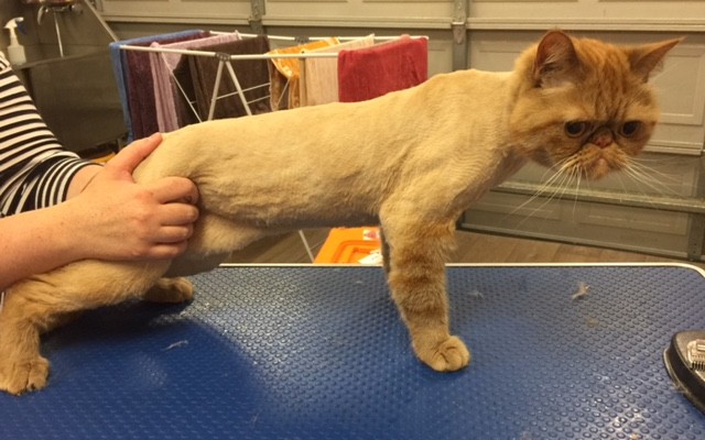 Heisenberg is an Exotic Short Hair.