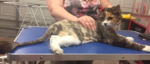 Puddy is an old long hair domestic.