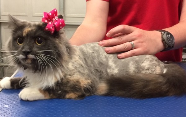 Genevieve Thatcher is half Siamese half tortie