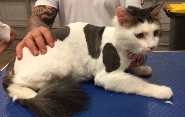 Rocky is a Short hair domestic.