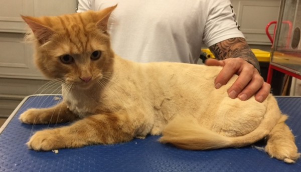 Nacho is a Short hair domestic.