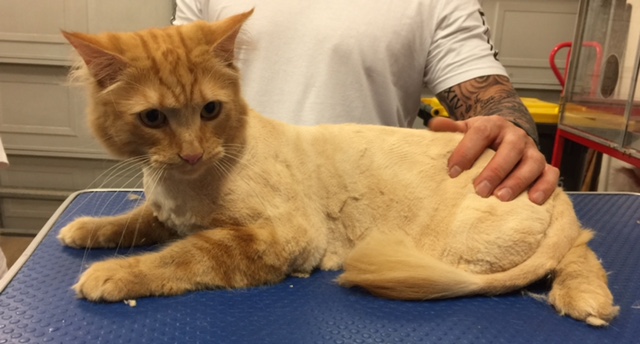 Nacho is a Short hair domestic.