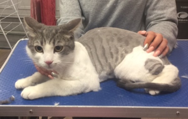 Junior is a Short Hair Domestic.