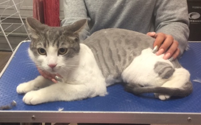 Junior is a Short Hair Domestic.