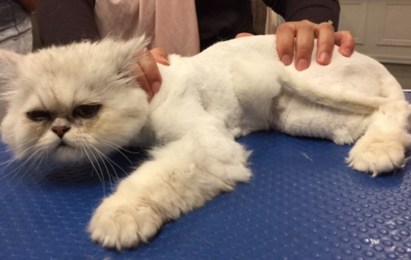 King Walter is a Persian Chinchilla.