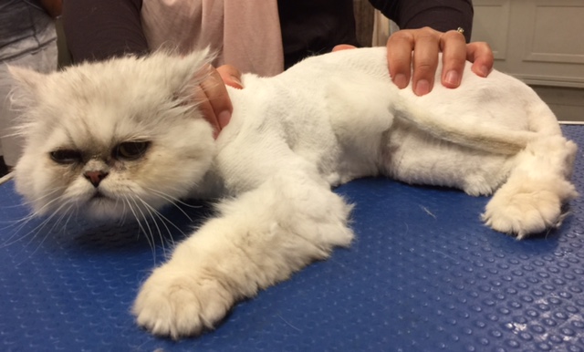 King Walter is a Persian Chinchilla.