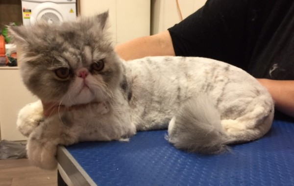 Zoomie is a Persian.