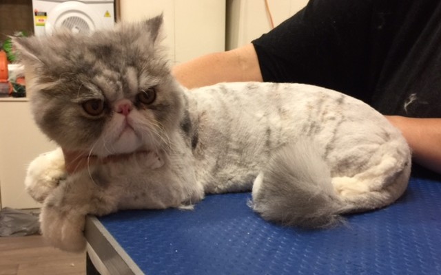 Zoomie is a Persian.