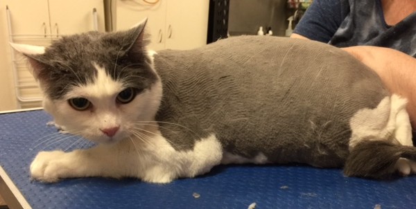 Storm is a short hair domestic.