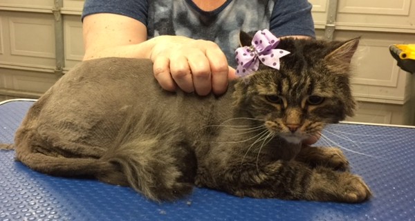 Bailey is a Long hair domestic.